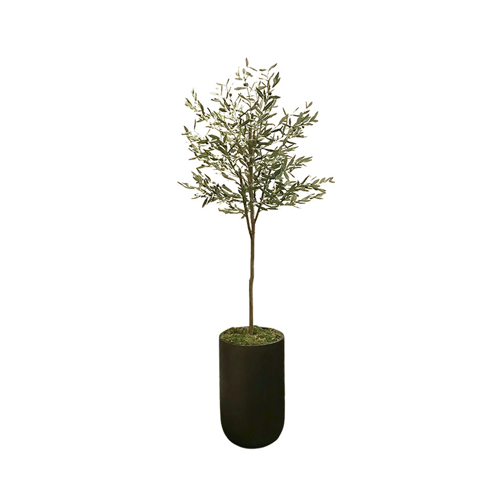 Olive Tree