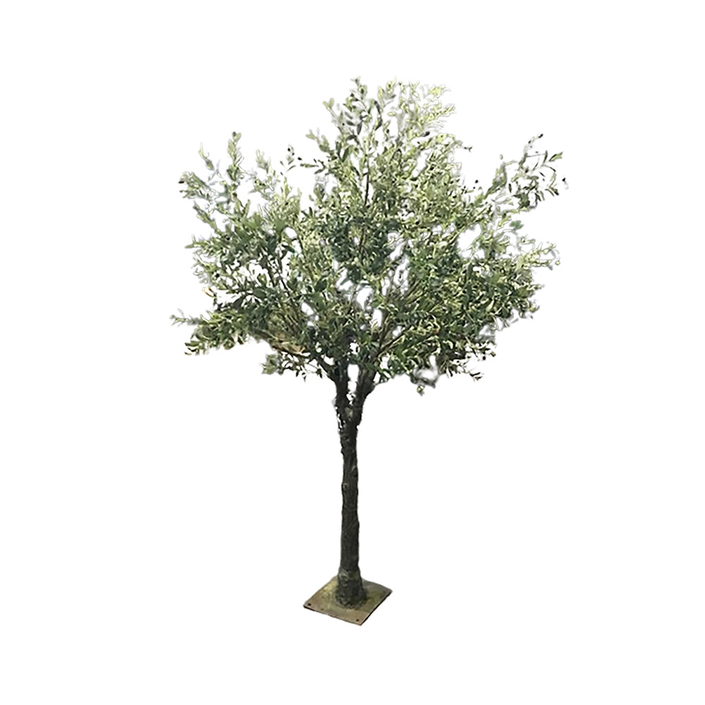 Olive Tree