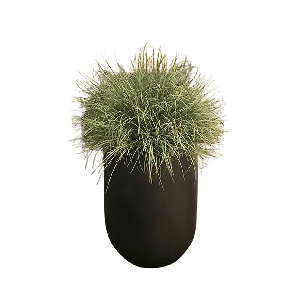 Plant Grass Arrangement Without Pot